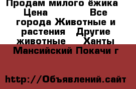 Продам милого ёжика › Цена ­ 10 000 - Все города Животные и растения » Другие животные   . Ханты-Мансийский,Покачи г.